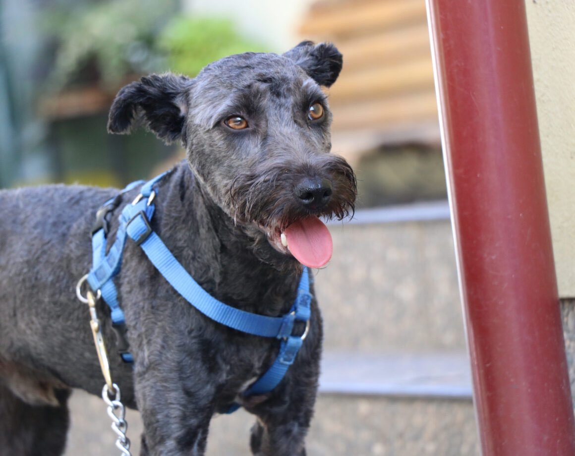 Herz_Streuner's tweet image. Für Silly wurde zum 4. mal abgesagt…😖 schon 4 mal war er kurz vor der Abreise, dann blieb er aber wieder zurück 🥺 einherzfuerstreuner.de/project/silly-…

#adoptdontshop #adoptable #adoptme #rescued #rescuedog #tierschutz #tierliebe #rescueme #adoptme #family