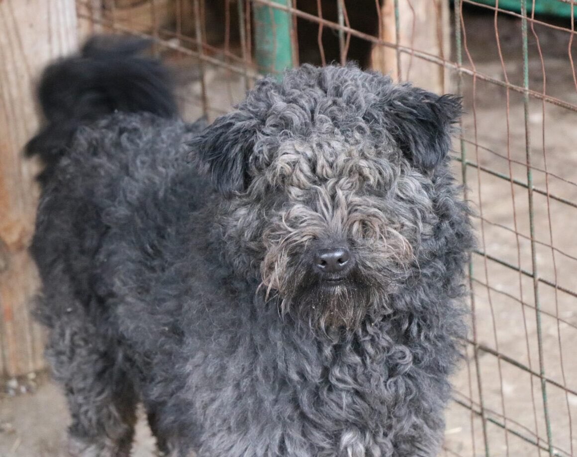 Herz_Streuner's tweet image. Für Silly wurde zum 4. mal abgesagt…😖 schon 4 mal war er kurz vor der Abreise, dann blieb er aber wieder zurück 🥺 einherzfuerstreuner.de/project/silly-…

#adoptdontshop #adoptable #adoptme #rescued #rescuedog #tierschutz #tierliebe #rescueme #adoptme #family