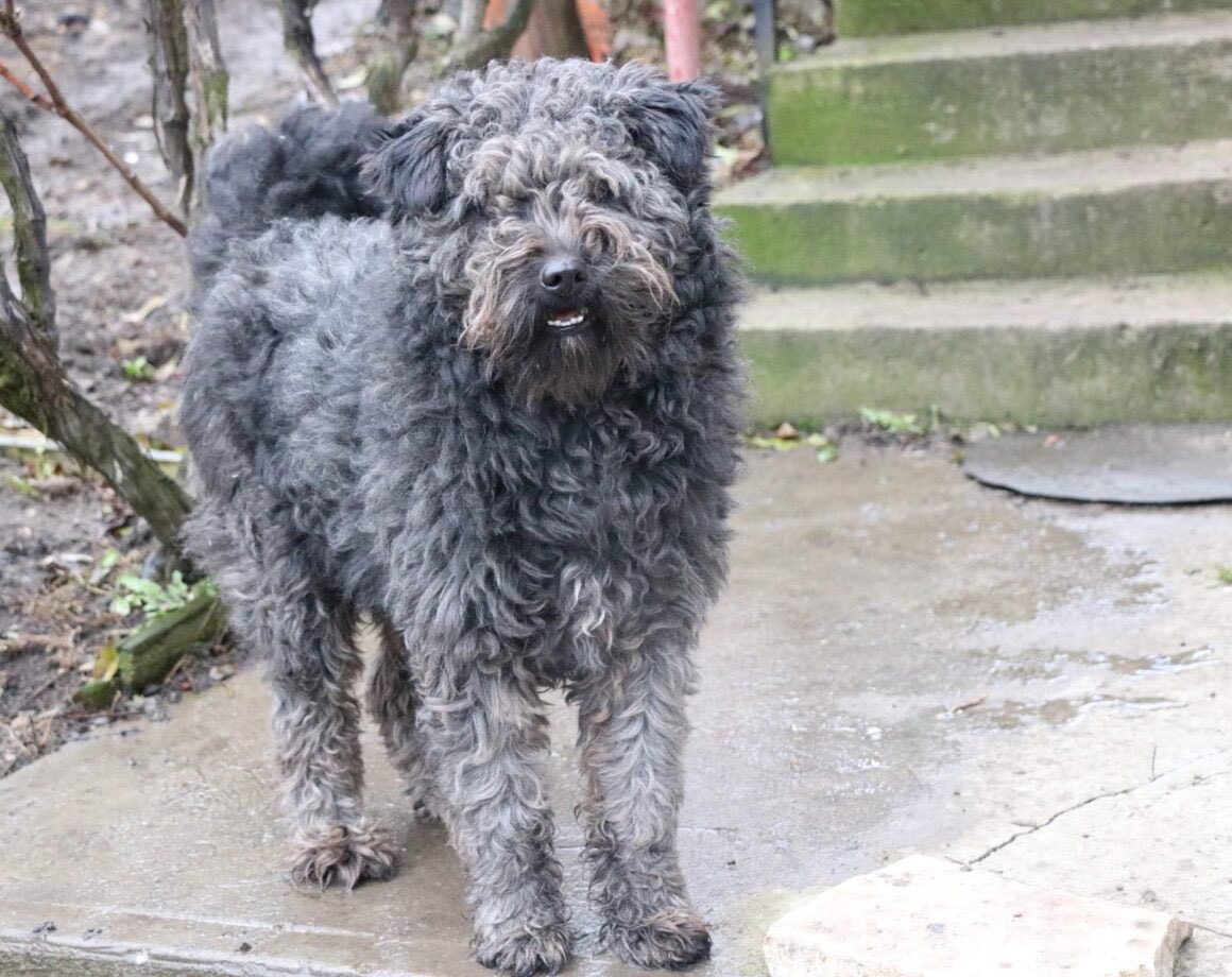 Herz_Streuner's tweet image. Für Silly wurde zum 4. mal abgesagt…😖 schon 4 mal war er kurz vor der Abreise, dann blieb er aber wieder zurück 🥺 einherzfuerstreuner.de/project/silly-…

#adoptdontshop #adoptable #adoptme #rescued #rescuedog #tierschutz #tierliebe #rescueme #adoptme #family