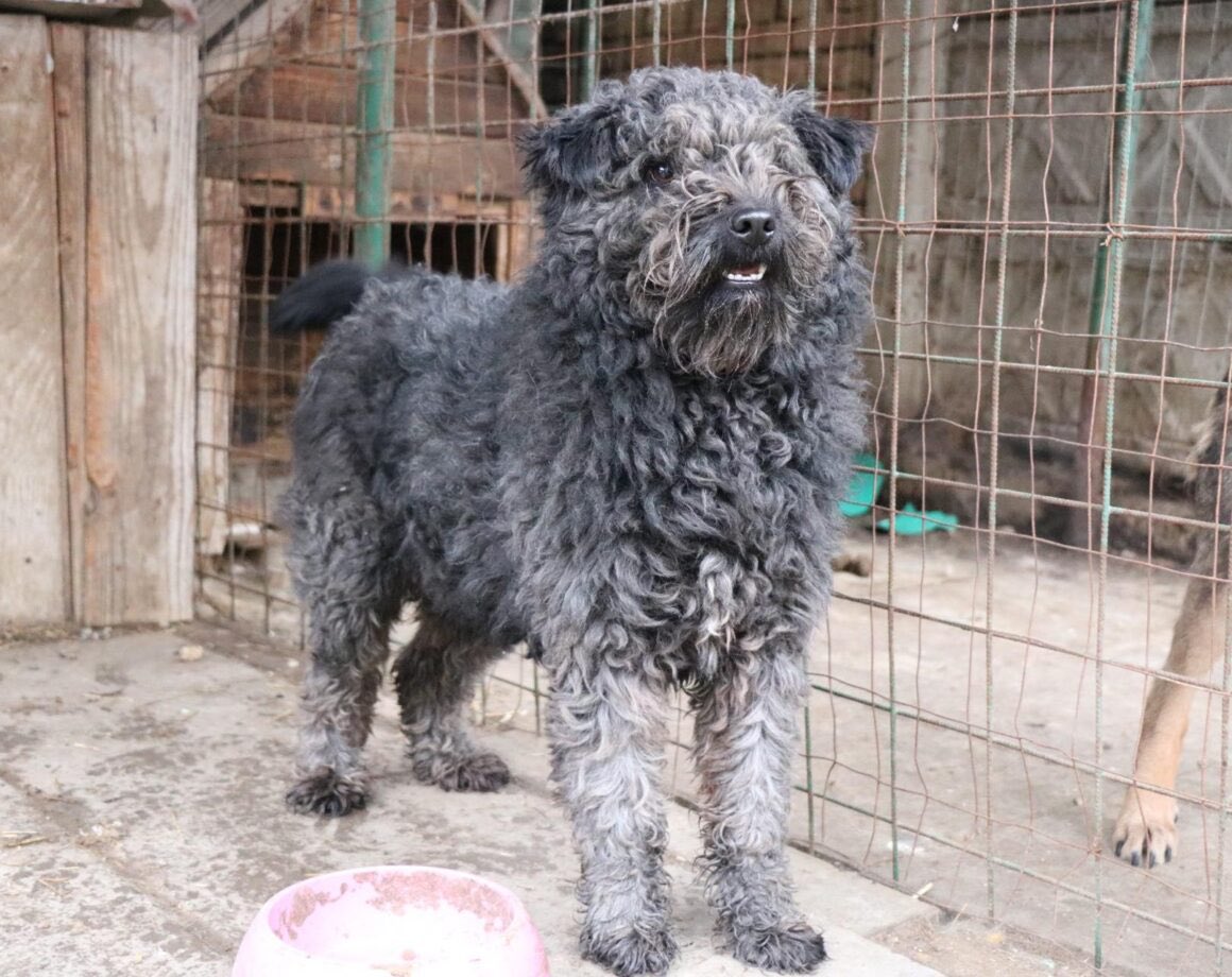 Herz_Streuner's tweet image. Für Silly wurde zum 4. mal abgesagt…😖 schon 4 mal war er kurz vor der Abreise, dann blieb er aber wieder zurück 🥺 einherzfuerstreuner.de/project/silly-…

#adoptdontshop #adoptable #adoptme #rescued #rescuedog #tierschutz #tierliebe #rescueme #adoptme #family