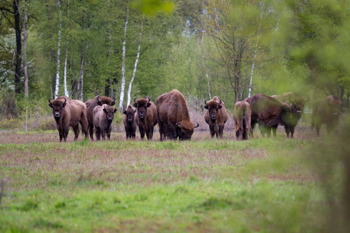 Een tijdje verwelkomden we Boswachter Tim in de Maashorst om op zoek te gaan naar de machtige wisent! 🦬 Slagen Boswachter Tim en Cameraman Sjoerd erin om de kudde te vinden? 🎥🌱 Bekijk de aflevering van Beestenbrigade Wilde Dieren hier: youtu.be/sEPBPQl-NlA?fe…
