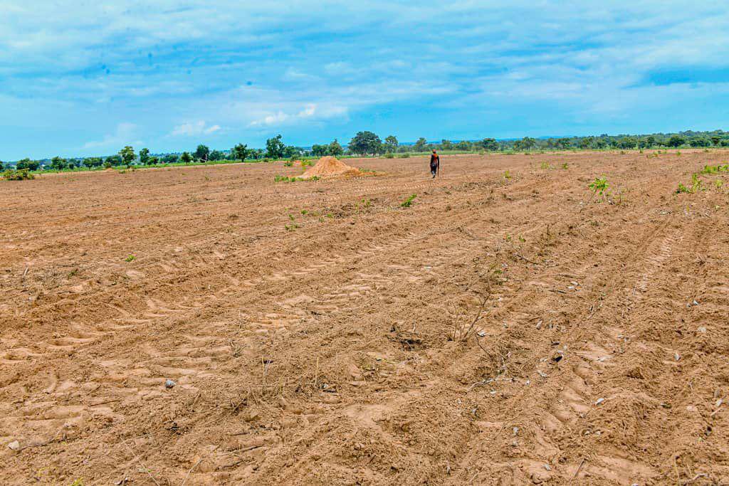 __yellows's tweet photo. Governor Umaru Bago @HonBago in his farm. The farm has the following features:

1. The 1,000-hectare farm serves as a demonstration of the agricultural ecosystem.

2. Currently, 104 hectares have been cultivated with maize.

3. Another 100-hectare is for soybeans.

4. An additional 100-hectare will be used for livestock, fishery, and poultry.

5. Another 100-hectare will be for growing animal feeds. 

6. The farm will also have 100 greenhouses, with construction already ongoing. 

7. The lower part of the farm, encompassing about 250 hectares, is swampy and will be used for paddy rice production.

8. Approximately 150hectares of natural shea trees are already in existence and will be conserved.

9. Fifty hectares are dedicated to training, repairs, and the processing of the agricultural value chain.

10. Animal waste will be utilized for bioenergy, while waste from the fish ponds and poultry will be used as manure for the greenhouses.