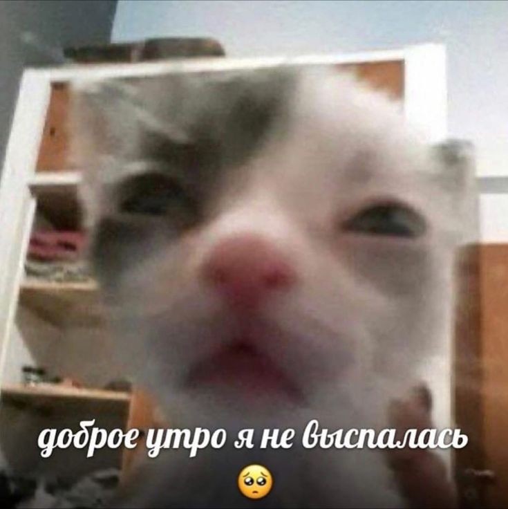 хатико𖥔 tweet media