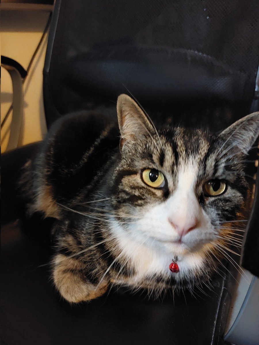 _amanoffewwords's tweet photo. @DiaryofaSickGrl Ernest says hello. https://t.co/H5HG9alOH8