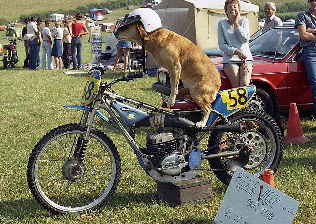 UprightSpeedway's tweet photo. I've noticed you haven't got any #GrasstrackDogs yet @SpottedSpeedway https://t.co/CmAkojtFij
