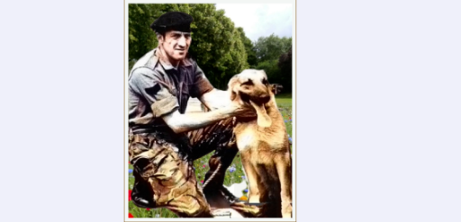 OnThisDayPIRA's tweet photo. #OnThisDay in 1973 the IRA murdered Bryan Criddle, 34. Married father of 3 incl twins. RAVC Army dog handler injured Clogher, Tyrone, 18/7- died #OTD. 1/6 bombs left in horseshoe pattern. Alsatian dog (Jason) blown 30 ft, survived. Ron Beckett present, was murdered by IRA 30/8/73 https://t.co/YQwNtZlSyQ