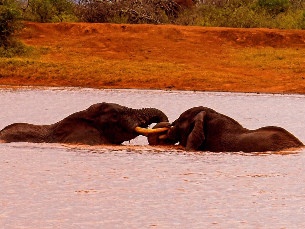 MukuloDominic's tweet photo. They express happiness upon reaching water points during hot days

Elephant communication 

Photo credit: owner https://t.co/7xRTmFliQx