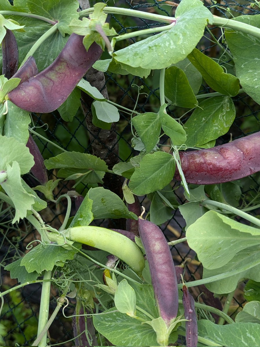 Guy Barter tweet media