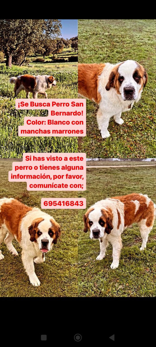 Perro San Bernardo #Perdido en la zona de #Sayago #Zamora el 18/07/2024 ¿Alguien le ha visto? Contacto en las fotos