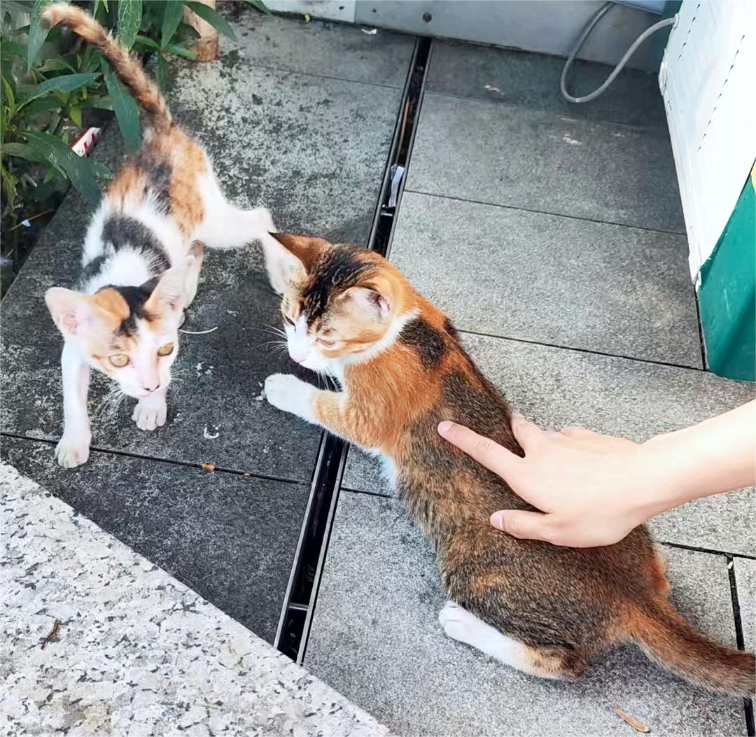 AliceW69249's tweet image. Cute kittens in the industrial park. 😉

#kitten #cnc #cncworkshop #industrialpark #milling #5axis #turning #manufacturing #machining #CMM #GF