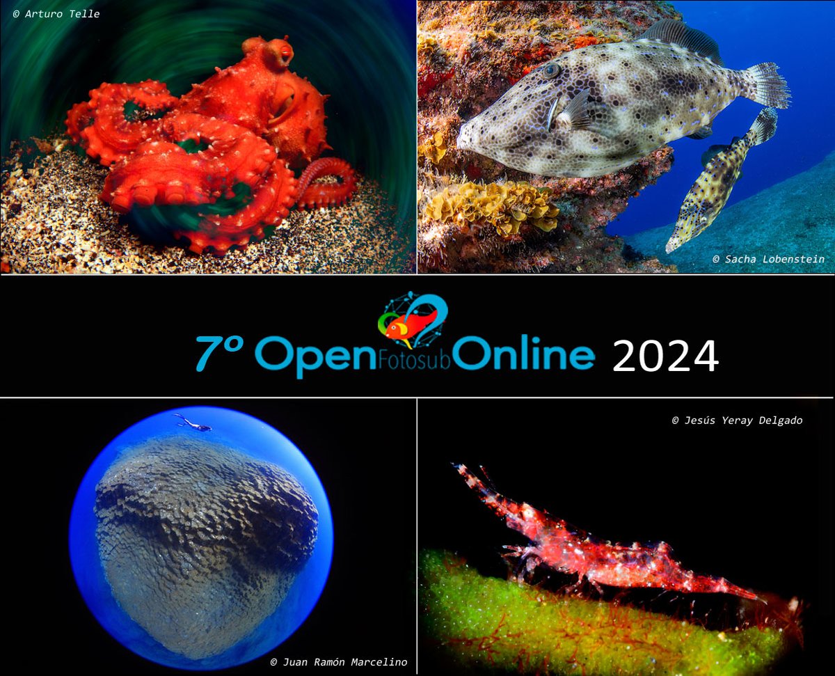 ¡Llega la séptima edición del Open Fotosub Online El Hierro 2024!
Bucea en La Restinga entre esas fechas con un centro de buceo colaborador y no olvides hacer tus fotos de control y participar en: online.fotosubelhierro.es
¡10.000€ en premios!
#elhierro #larestinga #islascanarias