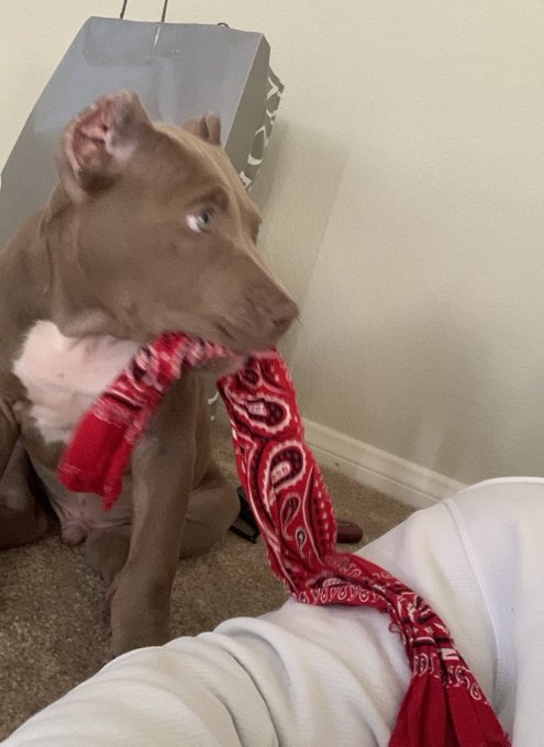 This why I stay away from pet stores. Shelter. Breeders.  Only living thing I&rsquo;ve ever loved and I had<a href="/tag/pitbull"class="tags"><span>#pitbull</span></a><a href="/tag/bully"class="tags"><span>#bully</span></a><a href="/tag/xxl"class="tags"><span>#xxl</span></a>