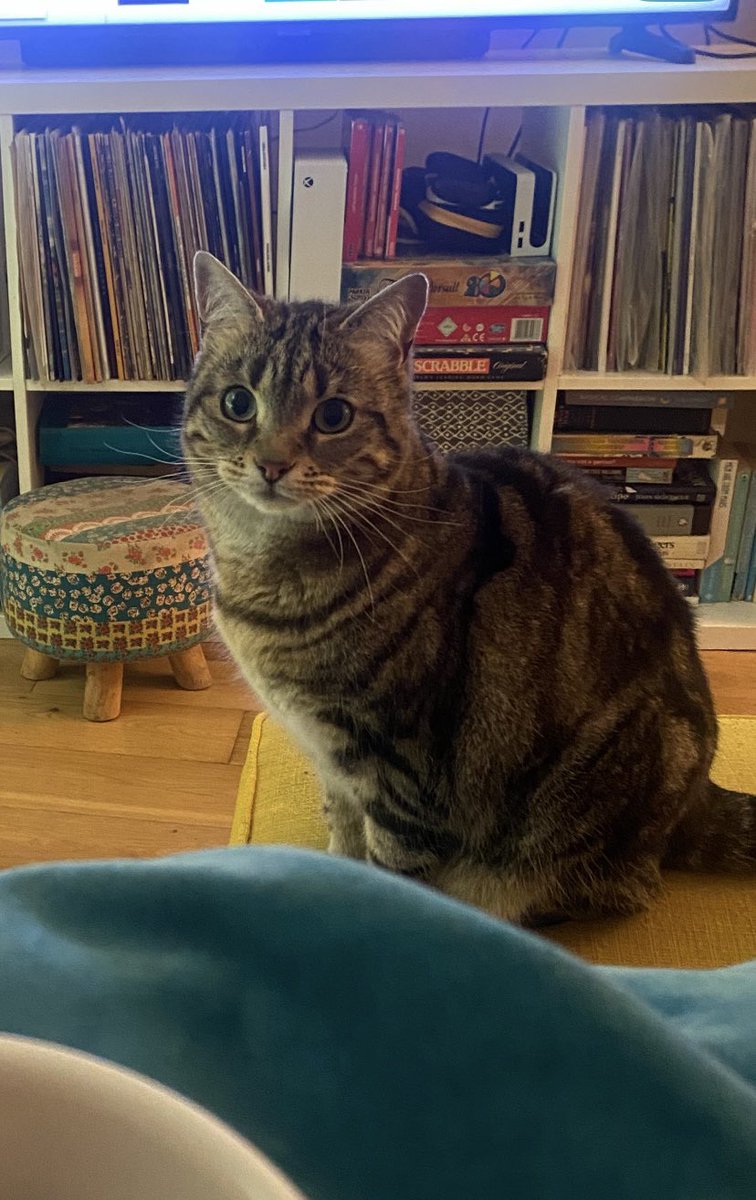 Our cat is missing from the Clontarf/St Anne’s/Sybil Hill area. Her name is Lila and is very friendly. We’re beginning to get quite worried now as she never wanders far off. Please RT.