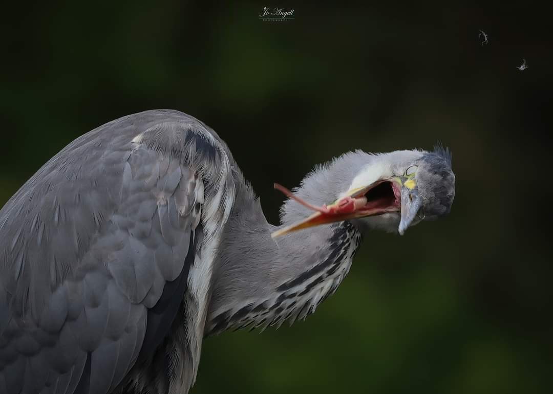 Jo Angell (@joangell5) on Twitter photo When you wish all your wildlife subjects would pose like this for the camera π This juvenile heron after preening, guessing he had a few feathers on his tongue.
<a href="/CanonUKandIE/">Canon UK and Ireland</a> <a href="/scenesfromMK/">scenesfromMK</a> #buckinghamshire <a href="/Natures_Voice/">RSPB</a> #heron When you wish all your wildlife subjects would pose like this for the camera π This juvenile heron after preening, guessing he had a few feathers on his tongue.
<a href="/CanonUKandIE/">Canon UK and Ireland</a> <a href="/scenesfromMK/">scenesfromMK</a> #buckinghamshire <a href="/Natures_Voice/">RSPB</a> #heron