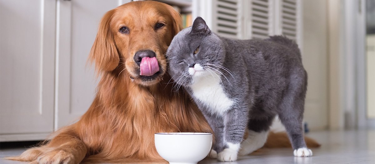 DogwifCat tweet media