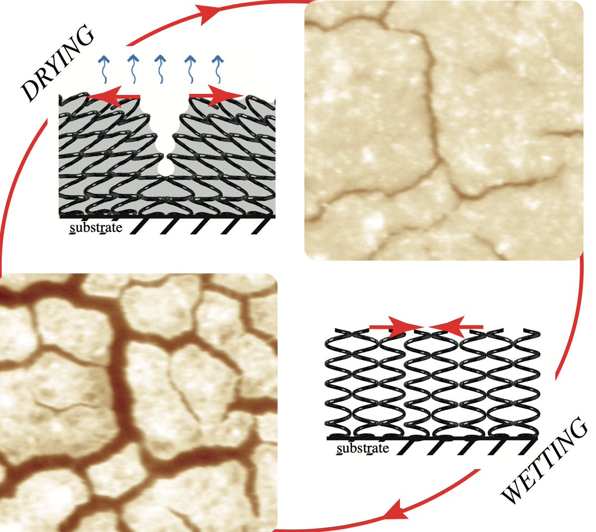 Our recently accepted paper in EPL on the stability of a crack network submitted to wetting-and-drying cycles in the case of ideally elastic materials in now online. In collaboration with <a href="/okstate/">Oklahoma State Univ.</a> !
doi.org/10.1209/0295-5…