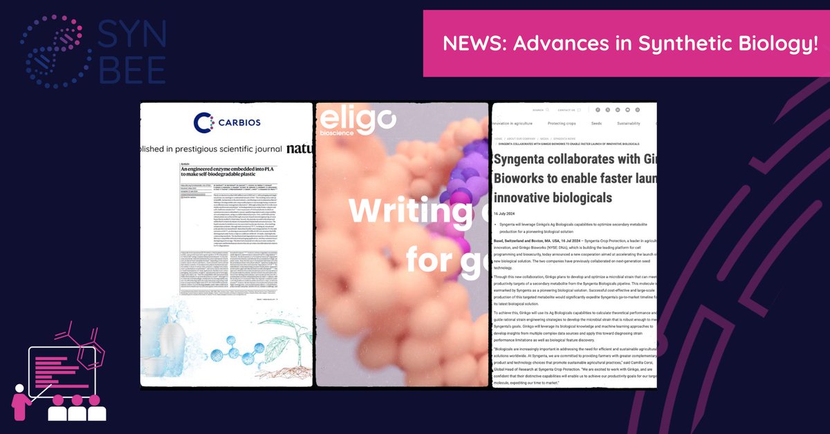 🌟 Exciting advances in #SyntheticBiology.

- 🚀 Syngenta &amp; Ginkgo optimize microbes for sustainable #agriculture. 🌱
- 🧬 Eligo achieves near 100% gut genome editing efficiency.
- ♻️ CARBIOS &amp; TBI show complete PLA biodegradation in home compost.

STAY TUNED for more news!