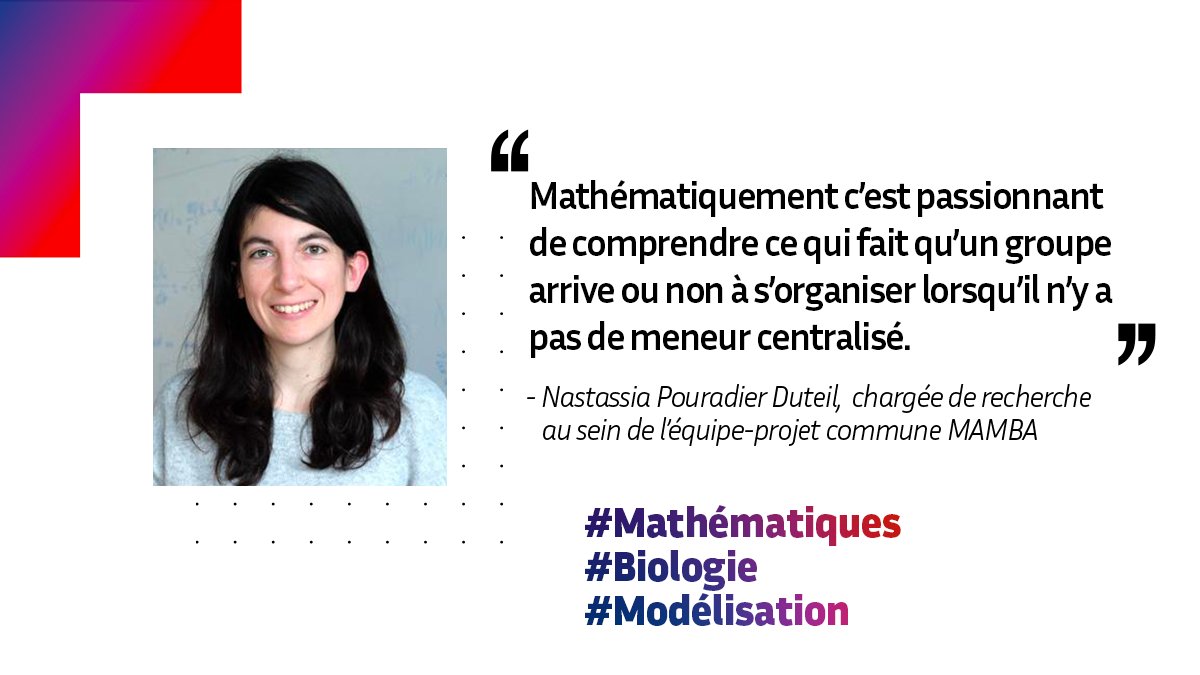 inria_paris's tweet image. 📚 #ÉtéLecture | Chercheuse au sein de l’équipe-projet commune MAMBA, Nastassia Pouradier Duteil met les #mathématiques au service de la #biologie pour étudier la #modélisation des dynamiques collectives : cellules, oiseaux, poissons ou encore humains : inria.fr/fr/nastassia-p…