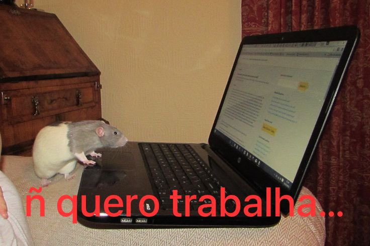 cachorrocore's tweet photo. https://t.co/hN7OoazpET