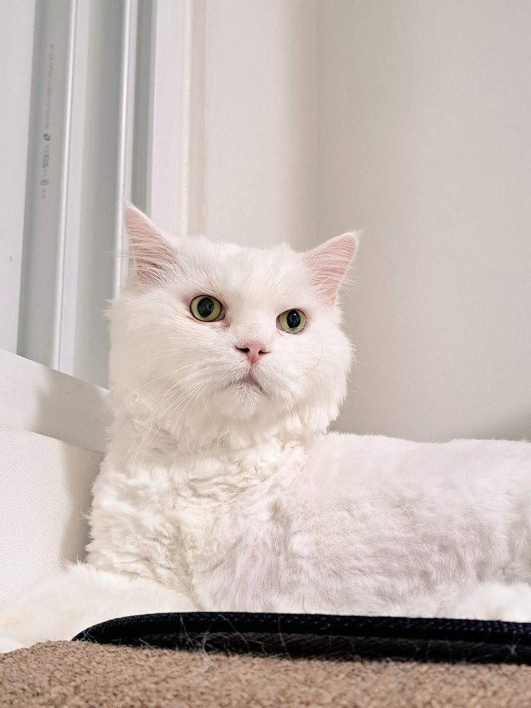 오랜만에 카톡 테마와 함께 돌아왔습니다:)
핑크가 어울리는 늠름냥 나비씨 카톡테마입니다💗

나비씨가 가장 좋아하는 간식들로 가득 채웠어요 
아래 링크를 통해 다운 받으실 수 있습니다
m.blog.naver.com/molangdesign/2…

나비씨 첫 카톡테마 많이 사랑해주시고
더 예쁜 테마 공유로 돌아오겠습니다💗