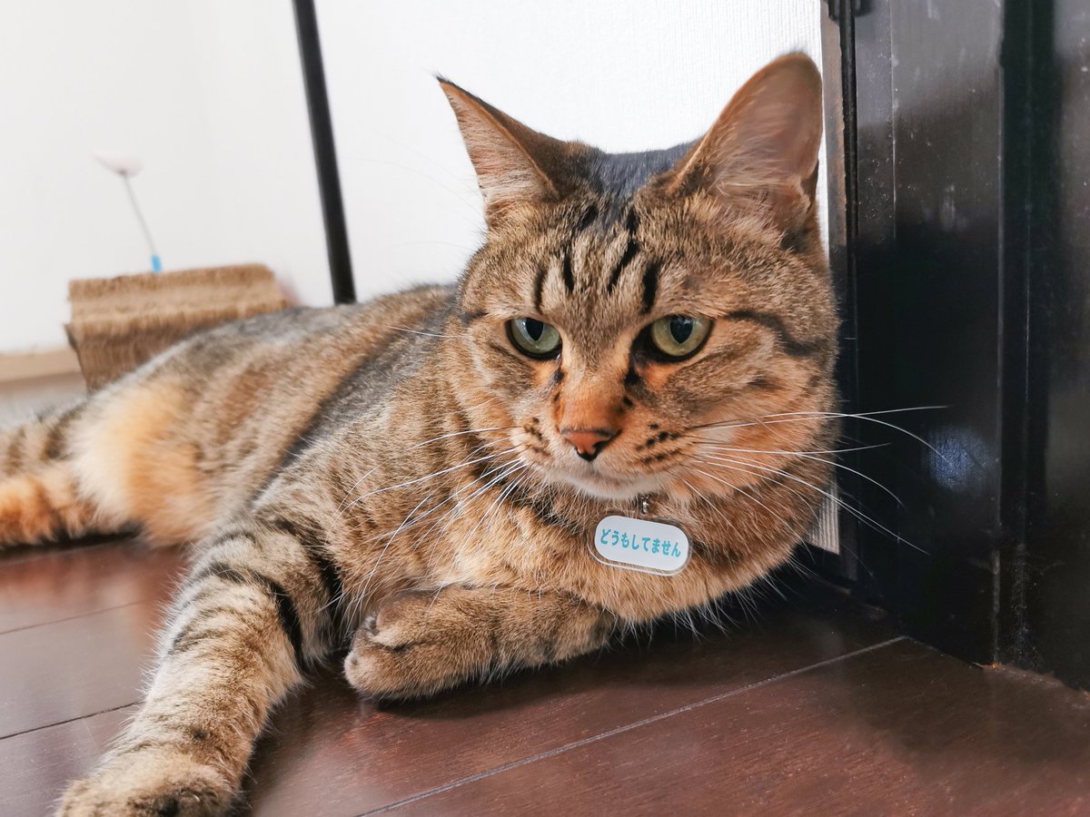 猫に脈略なく「ん〜？どうしたの～？ん～？」と聞いてしまうので、先回りして返事を首輪につけたりしています。
