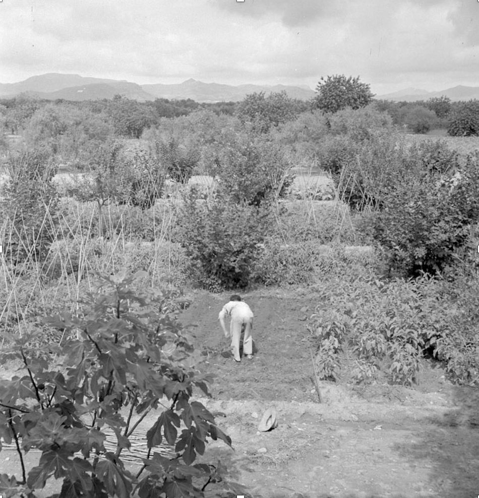 ☀️Cada any, a finals de juny, #Miró es trasllada a #MasMiró per passar-hi tot l'estiu. 

🔺Avui al #TriangleMiró us parlem de com el contacte amb la terra de #Montroig i la seva gent, dona a #Miró la força necessària per a treballar. 

🧵Estireu del fil!👇🏻