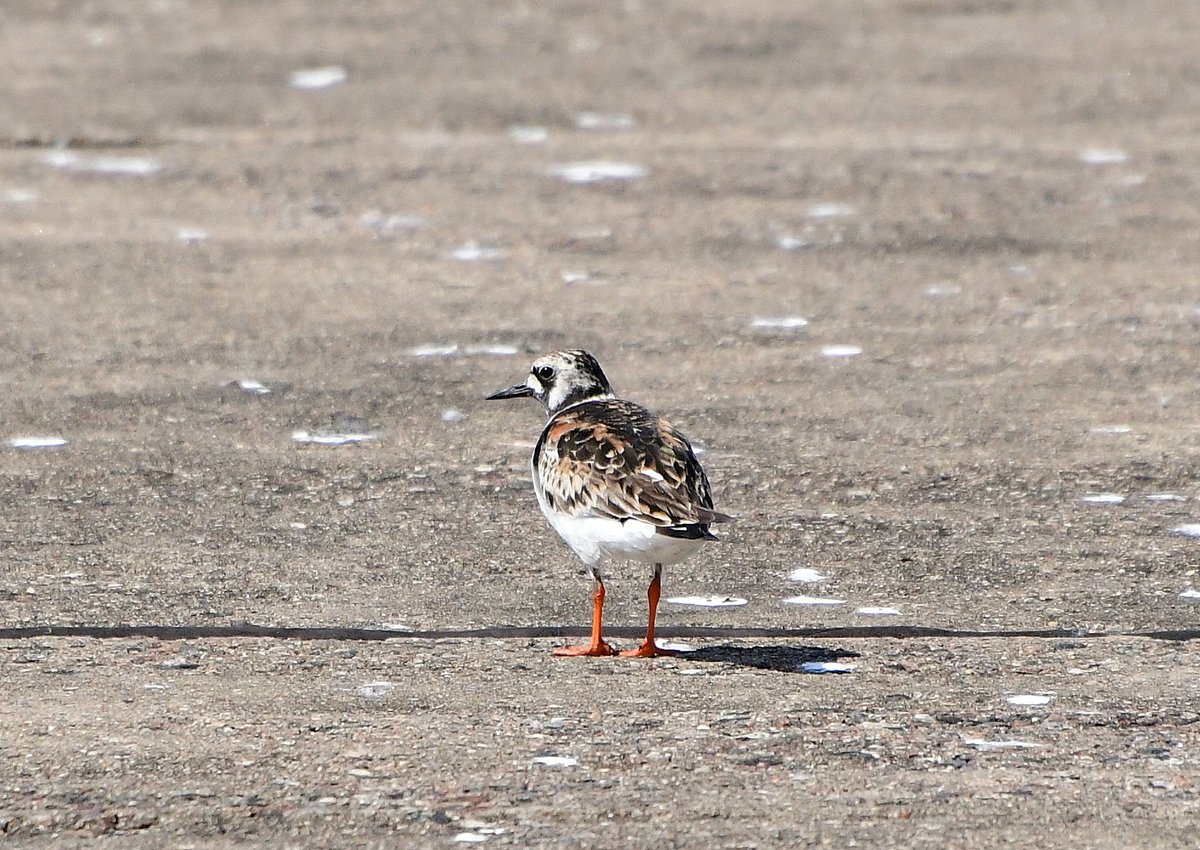 anemone_rasa's tweet photo. Akmeņtārtiņš. Rīga, 20.07.2024.
#putni #daba #Latvija #akmeņtārtiņš #migrācija #birds #turnstone #arenariainterpres #Latvia #Riga https://t.co/1Km2tz7FNd