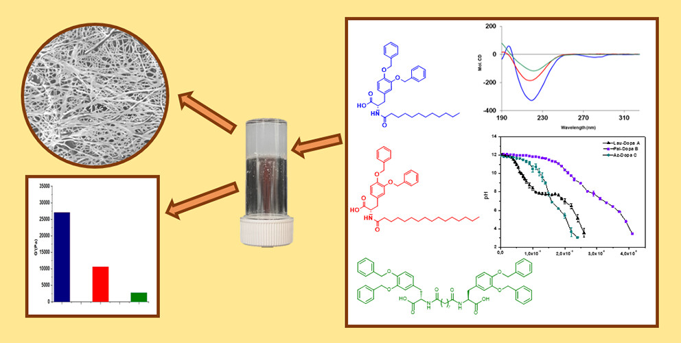 So proud to share our new paper "Experimental Correlation between Apparent pKa and #Gelation Propensity in Amphiphilic #Hydrogelators Derived from l-Dopa". A huge work by <a href="/FabiaCenc/">Fabia Cenciarelli</a> !!!
<a href="/ClaTomasini1/">Claudia Tomasini</a> <a href="/PepFolMat_Lab/">PepFolMat_Lab</a> <a href="/Ciamician_unibo/">Dept. Chemistry Ciamician - University of Bologna</a> 
pubs.acs.org/doi/10.1021/ac…