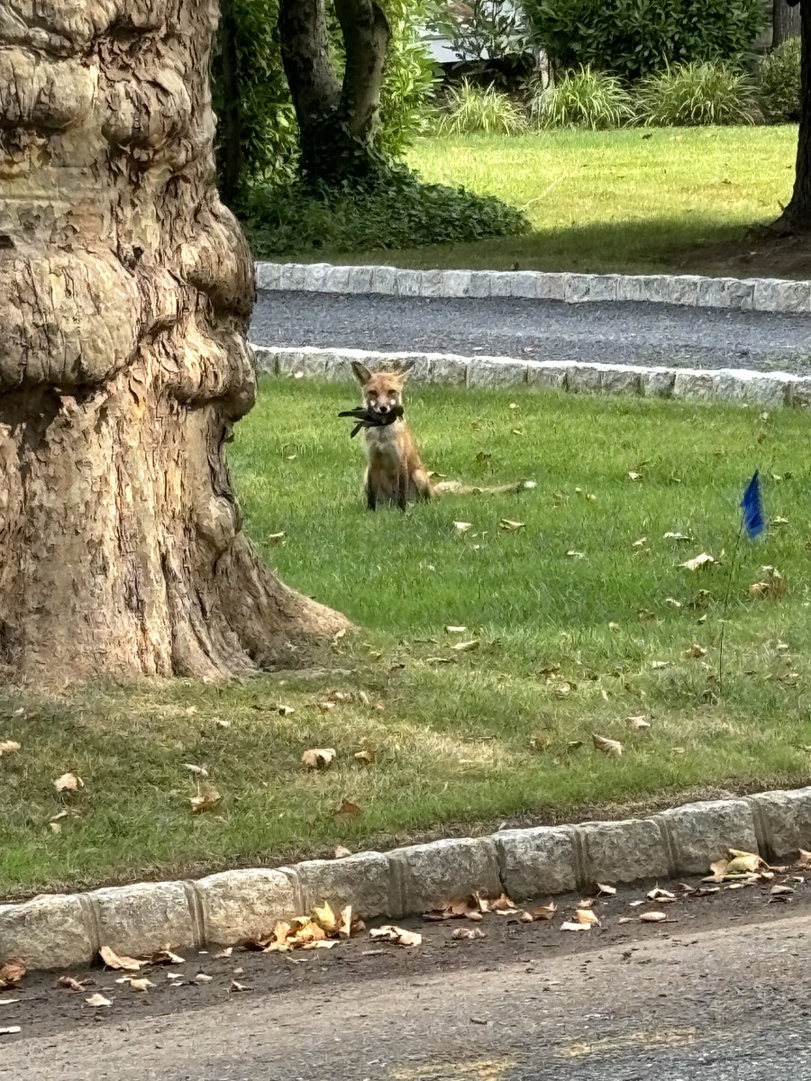 One Ted Hughes poem eats another.