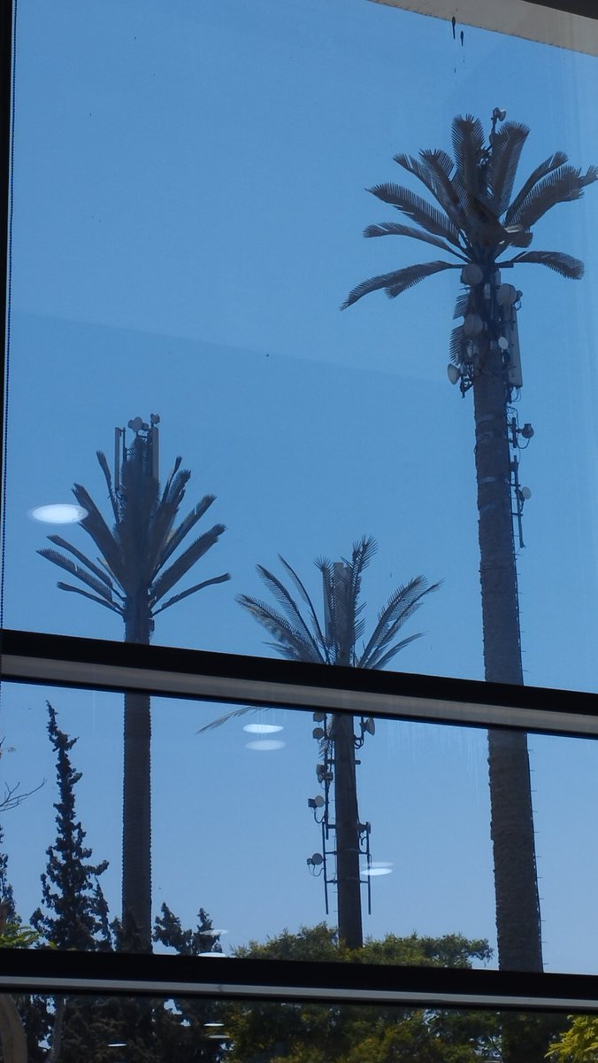 النخل في القرية الذكية بيطرح شبكة