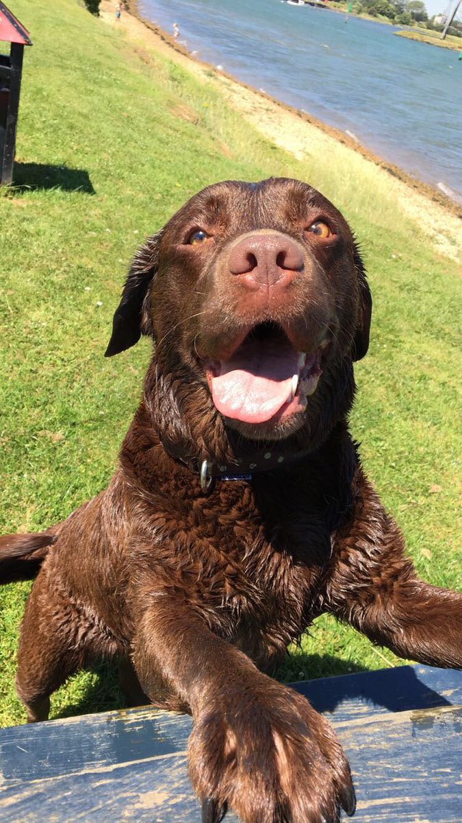 SearchdogMaya's tweet photo. Yesterday I said goodbye to an old friend. 

Forever grateful &amp; forever Missed. 🌈 😘 https://t.co/gOU4AU2xG2