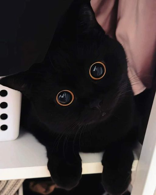 F_LOPEZLOPEZ's tweet photo. Do you love me?😻😻😽 https://t.co/39LyhhTOJs