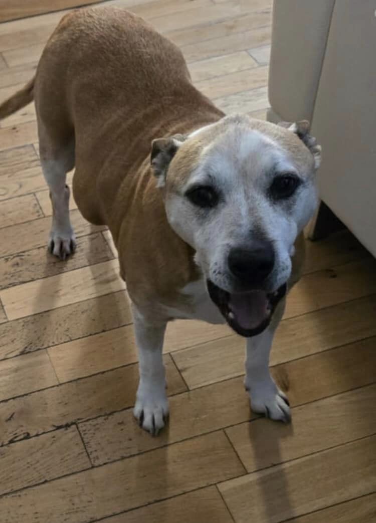 AdoptionsUk's tweet photo. Please retweet to help this unnamed dog find a FOSTER HOME #BOURNEMOUTH #POOLE #DOREST #UK Please Share.... ⭐️FOSTER HOME NEEDED⭐️
We still need a foster home for this dear senior Staffie boy. It's devastating he can't stay with his owner. He'll need a quiet environment with secure garden. He's got some fatty lumps that have now been checked by vet, who says nothing to worry about and he's signs of early arthritis. He will initially need a be pet free home.
Please email everypawmattersuk@gmail.com for our foster criteria.
Original Post on Facebook👇
https://t.co/U2ZyId3UnR…… #Staffie #Staffy #Adoptdontshop #StaffordshireBullTerrier #Rescuedogs #England #Christchurch #dogs #dog #pets #animals