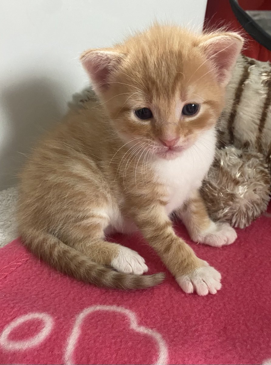 KittensCam's tweet photo. Today we learned how to sit, it may seem like a useless talent, but it takes a great deal of strength and skill and we’re super proud of ourselves! More cute sitting pics on my insta story KittenCamOfficial (if you can handle it!)
#theeight #fairycatmother #thinlizzie 🐾 https://t.co/GM4uCLVEUH