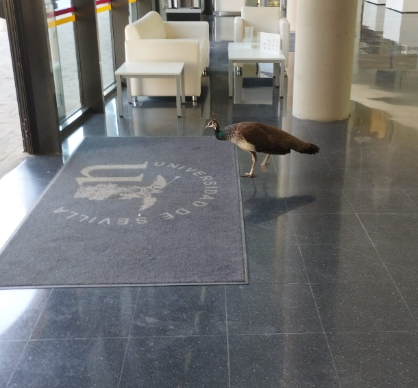 Biblioteca_US's tweet photo. Devolución correcta. Gracias por utilizar las instalaciones y servicios de la Biblioteca de la @unisevilla. Esperamos volver a verla.
@twitCADUS @InvestigaUS #pavosreales https://t.co/09G4hMHeCB