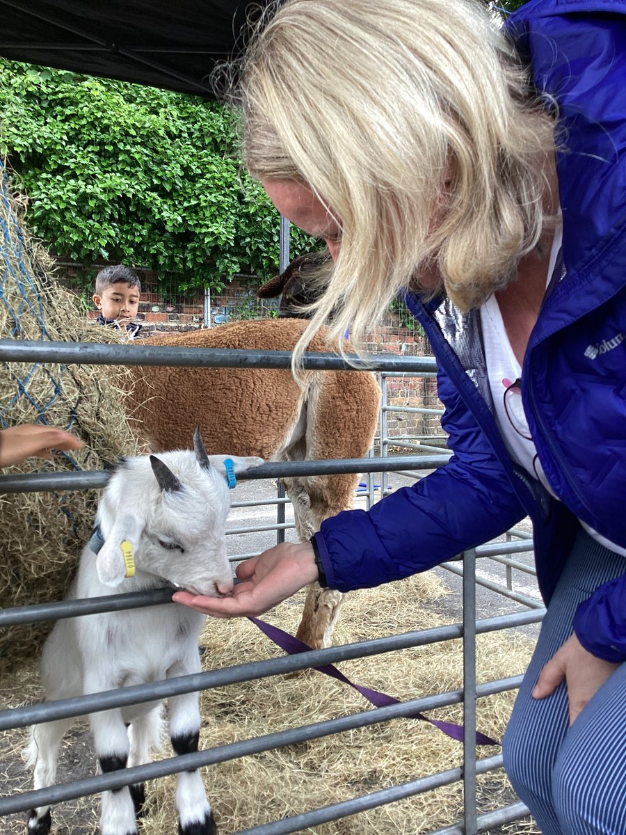 When Maureen (the goat) met Maureen (the teacher)🐐 <a href="/StSebastiansPri/">StSebastiansPrimary</a>