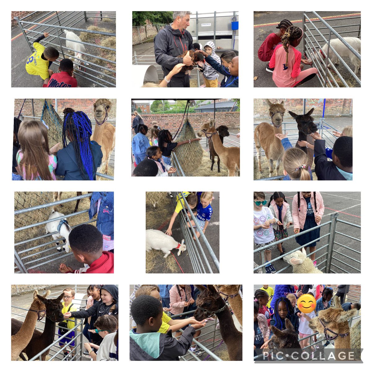 This morning, Year 2 loved meeting Farmer Dave &amp; some farm animals from Bowland Farm. The children loved giving them some food &amp; taking the alpacas for a walk around the playground <a href="/StSebastiansPri/">StSebastiansPrimary</a> #SebsScience