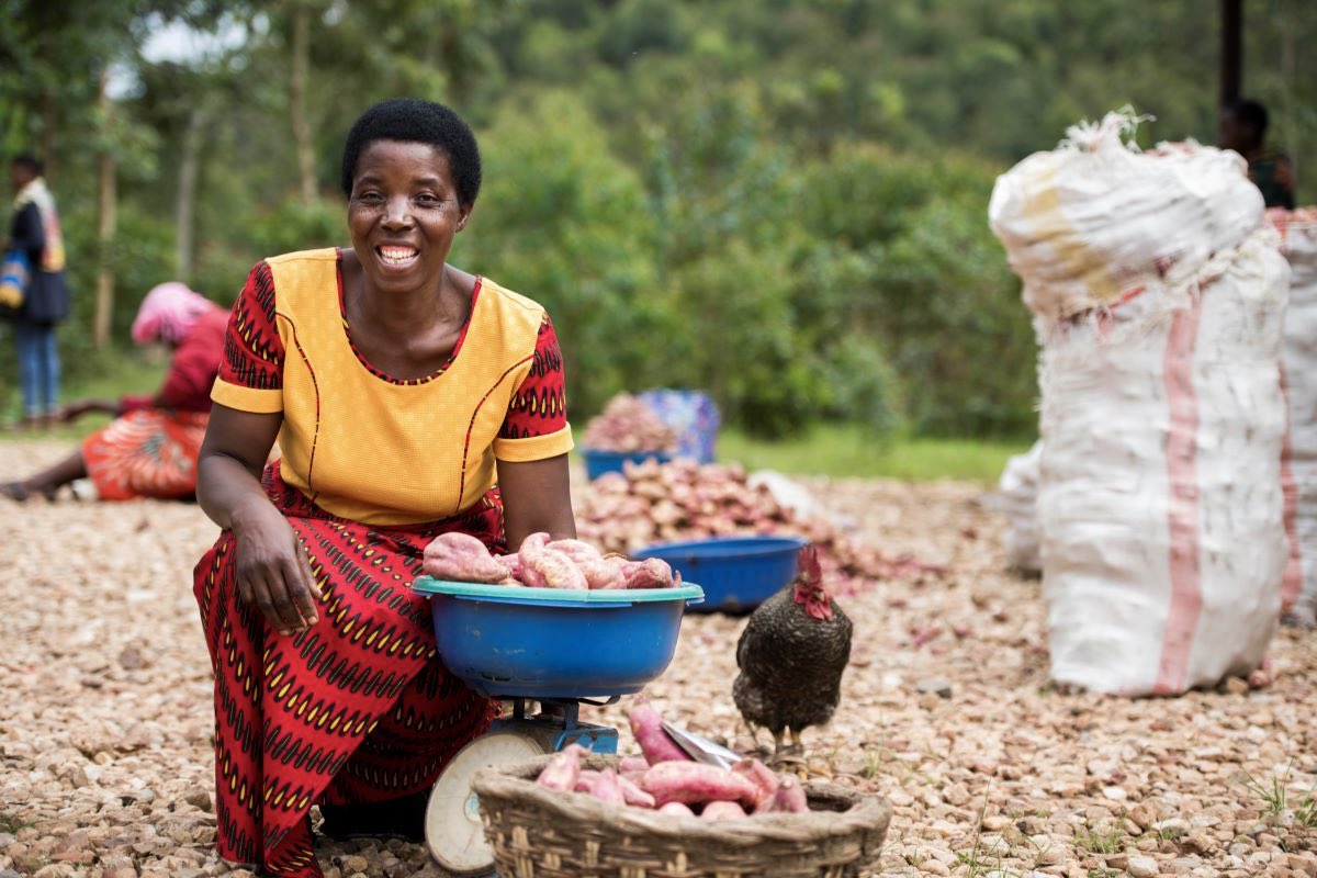 TheNISD's tweet photo. NISD's Janet Mutiso, with @Cipotato, explores nudges for Ugandan sweet potato farmers. Turns out, nudges can drive adoption of improved crop varieties! But they work best when paired with comprehensive agronomic advice.
 
Read more: https://t.co/ZRHErKTEPN  
 
Photo credit: CIP https://t.co/7veMEWvVdd