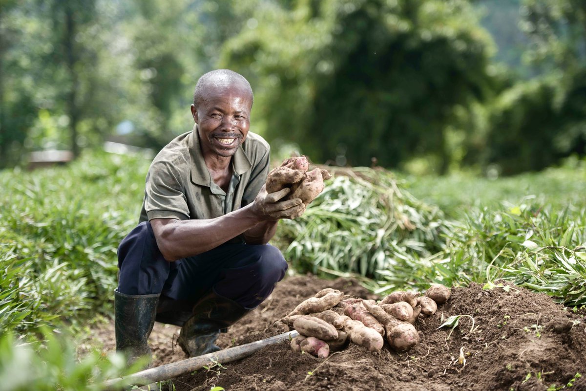 Norwich Institute for Sustainable Development (@thenisd) on Twitter photo NISD's Janet Mutiso, with <a href="/Cipotato/">International Potato Center</a>, explores nudges for Ugandan sweet potato farmers. Turns out, nudges can drive adoption of improved crop varieties! But they work best when paired with comprehensive agronomic advice.
Read more: bit.ly/4bRXUua
Photo credit: CIP NISD's Janet Mutiso, with <a href="/Cipotato/">International Potato Center</a>, explores nudges for Ugandan sweet potato farmers. Turns out, nudges can drive adoption of improved crop varieties! But they work best when paired with comprehensive agronomic advice.
Read more: bit.ly/4bRXUua
Photo credit: CIP