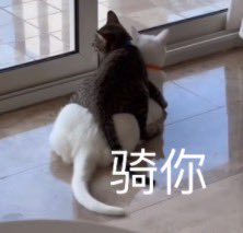 媒体预览