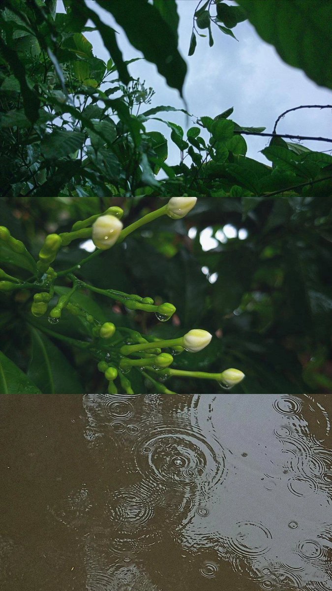 ManyaVatsya's tweet photo. सावन की बारीश !🌧 https://t.co/q6jy0CXCgk