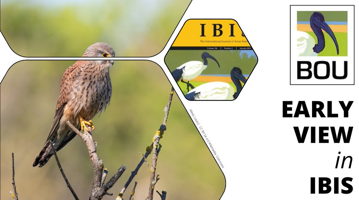 EARLY VIEW in IBIS journal

Diet diversity, individual heterozygosity and habitat heterogeneity influence health parameters in Eurasian Kestrels (Falco tinnunculus) 

Lukas Hochleitner <a href="/CarolineIsak/">Caroline Isaksson</a> @DrJTerraube <a href="/PeSumas/">Petra Sumasgutner</a> et al

link: onlinelibrary.wiley.com/doi/10.1111/ib…

#ornithology #raptors