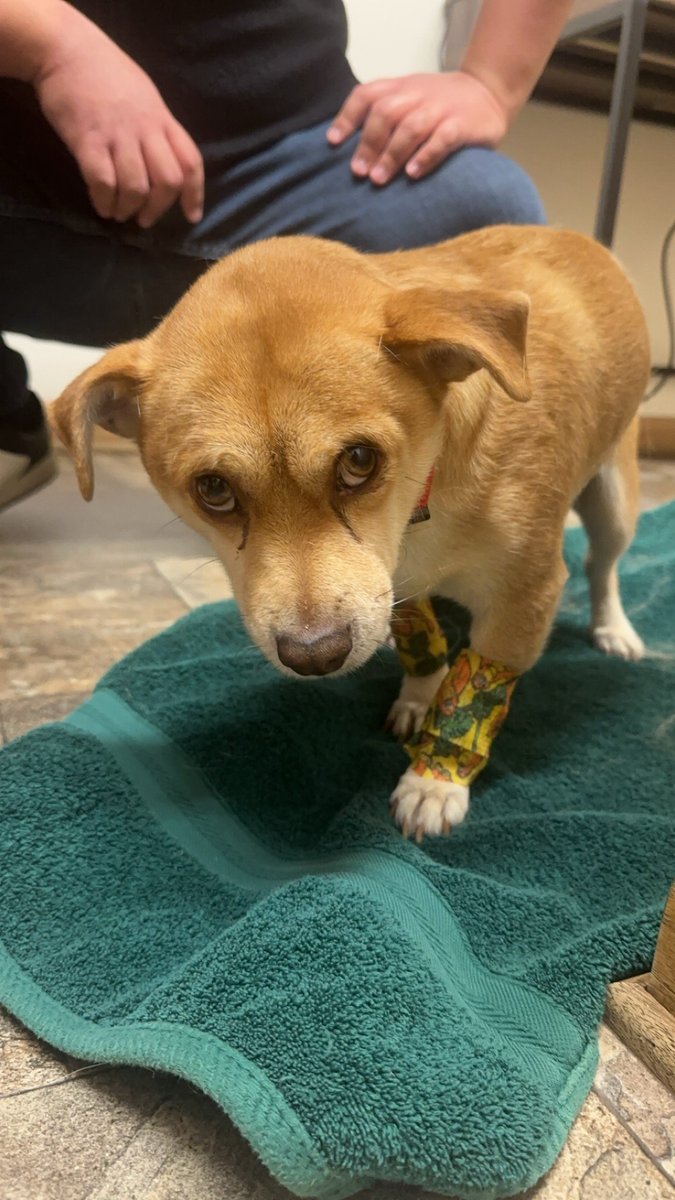 JYTGames_'s tweet photo. I wanted to say this here to cause I kinda forgot, yesterday my dog had to be put down, he was one of a kind to me, one of the only reasons I did actually feel sane, he was a piss dog, but I loved him so much, I can't bare life without him, may you rest in peace. ❤️ https://t.co/7cGI6BxDcQ