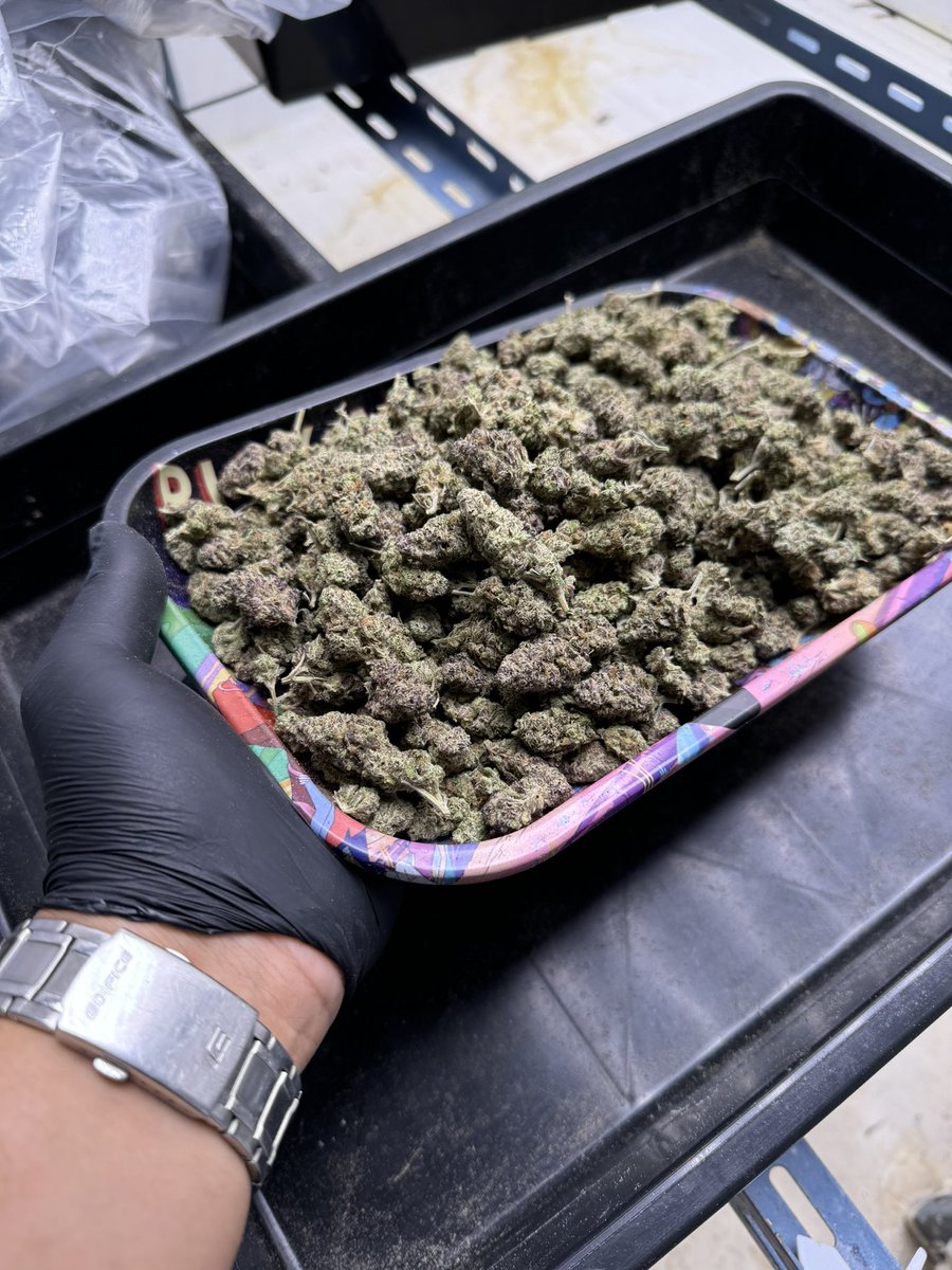 ฟังเขาเล่าไม่เท่าได้ลองเองครับ

บินไปอีกชุดแค่บอกว่าอยากเมาผมก็จัดให้เสมอครับจุ้บกระเด้งมาครับผม
#กัญชา #กัญชาog #กัญชากรุงเทพ #กัญชานอก #ดอกกัญชา #กัญชาลาดกระบัง #กัญชารามคําแหง #กัญชาพัทยา #กัญชาราคาส่ง  #บ้องแก้ว #กัญชาชลบุรี #กัญชาดอนเมือง #กัญชานนทบุรี