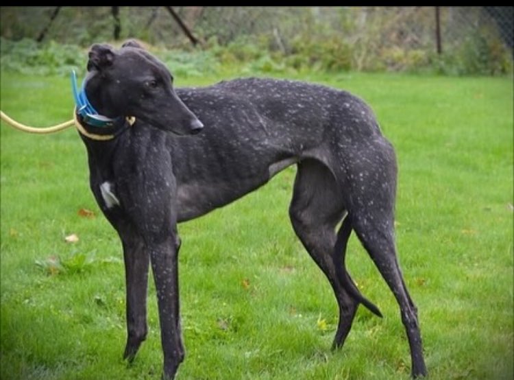 RetGreys_Cbury's tweet photo. Jose is a little black girl with lovely white flecks in her coat, she seems to be a little bit nervous at first when going out with volunteers, however she does come round quickly &amp; she is a loving gentle little girl.
call 07783367032
 #Teamzay 
@centralparkdogs https://t.co/BwTPkVKkhr