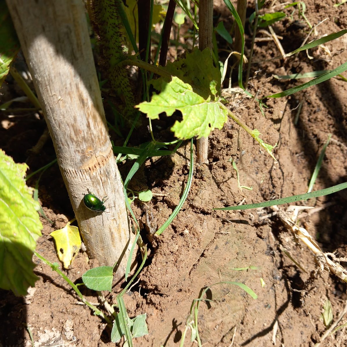 L'escarabat verd, en les cultures que veneren als animals, se'l considera un símbol de protecció, vida i bona sort. 

El escarabajo verde, en las culturas que veneran a los animales, se le considera un símbolo de protección, vida y buena suerte.