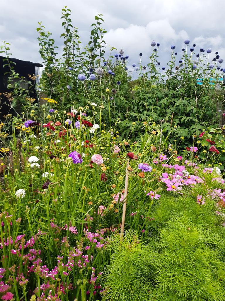 Community Allotments tweet media