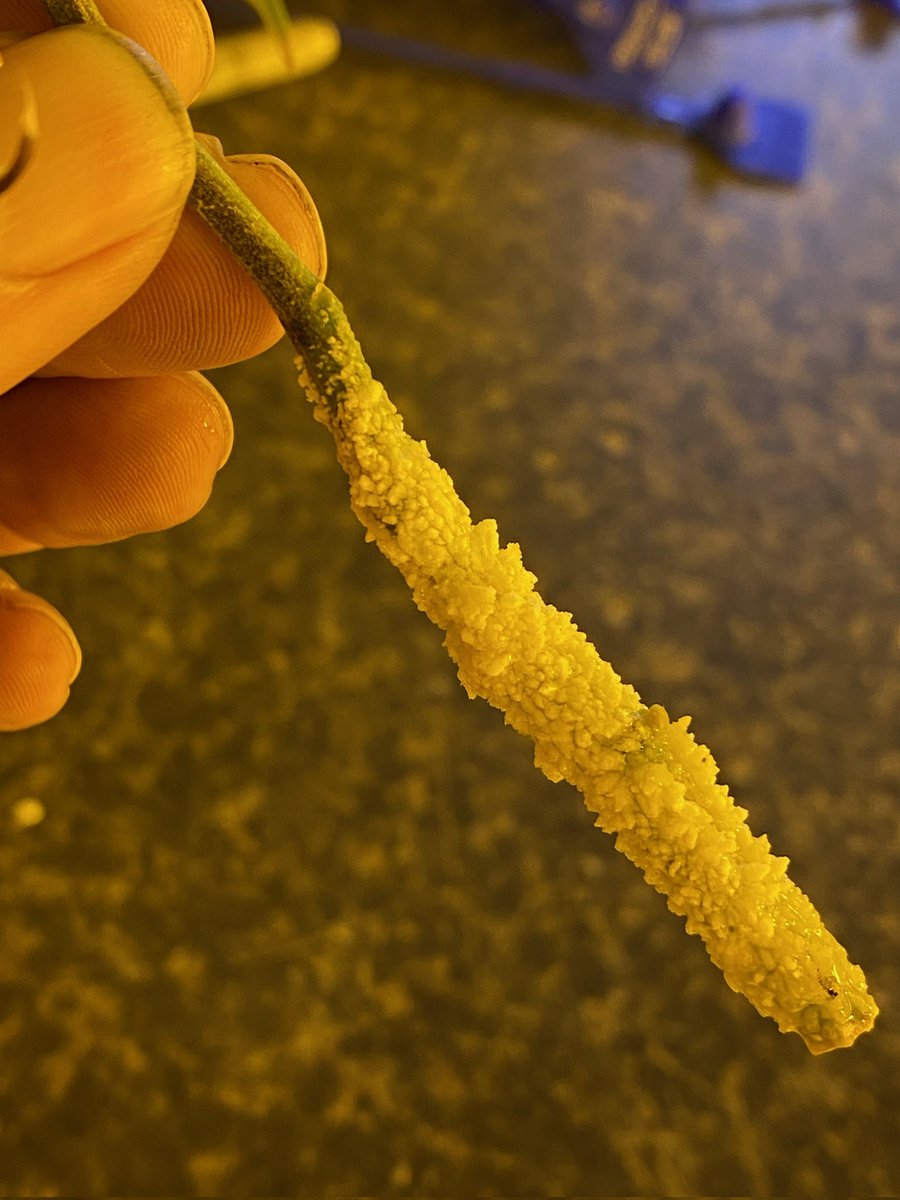 PStarseed420's tweet photo. Remix cutting in water being sexed at only 4 days. I thought this was salt buildup when I first got the pic. Nope, this is roots. I've never seen anything like this! Coming from @TreezEmerald 
Hope you guys got a pack while it was around. 🙂💚🤙 https://t.co/8JDBHW4IH7