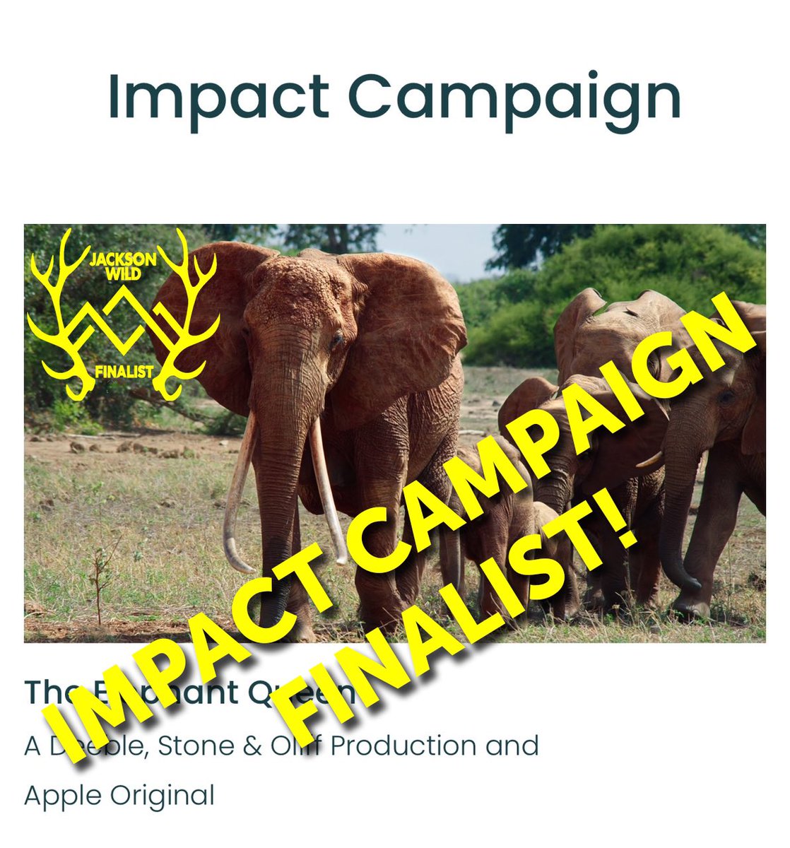 Wonderful news that the ongoing outreach campaign <a href="/TEQKenya/">The Elephant Queen Kenya</a> has been chosen as a finalist for the 2024 <a href="/JacksonWild/">Jackson Wild</a> Media Awards. Huge thank to the amazing team! <a href="/ONSIGHT_UK/">ONSIGHT</a> <a href="/ste_kenya/">Save the Elephants</a> <a href="/KWSKenya/">Kenya Wildlife Service</a>