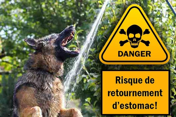 brindille85's tweet photo. Attention Jeu DANGEREUX
Témoignage d'une personne : Hier, il a fait très chaud, et comme vous on a joué avec le tuyau d'arrosage.
Ma chienne a adoré elle a joué, sauté s'est bien hydratée .
Pourtant ... Cet après midi, elle était morte dans mes bras 
Je me reveille dans la nuit, un gemissement , je vais la voir elle etait couchée le ventre gonflé, elle ne bouge plus elle essayait de vomir n'a pas touché à sa gamelle..
J'appelle le véto d'urgence qui au vu de la description me dit de venir vite j'ai 10 min de trajet. Les 10 min les plus longues de ma vie, je la porte , elle ne marche pas, je sonne à la clinique, ils m'attendaient, m'ouvrent et là, je sens son dernier souffle dans mes bras... elle est partie.. je pleure...je ne comprend pas ....
elle allait bien, elle était si vive la veille ... un coup de chaud ? Une intoxication? je me questionne !
Le véto me propose une autopsie il faut que je sache ...
Verdict elle est décédée d'un retournement d'estomac ! Il était plein d'eau et là, dans ma tête je réalise que je l'ai tuée.. Oui. Je m'effondre.. 
Attention au jeu du tuyau d'arrosage , le chien avale beaucoup d'eau et en même temps, saute partout...
un retournement d'estomac est vite arrivé. ..
Je n'en savais rien, je ne savais pas que c'était possible, alors je vous en informe j'aurai aimé l'être